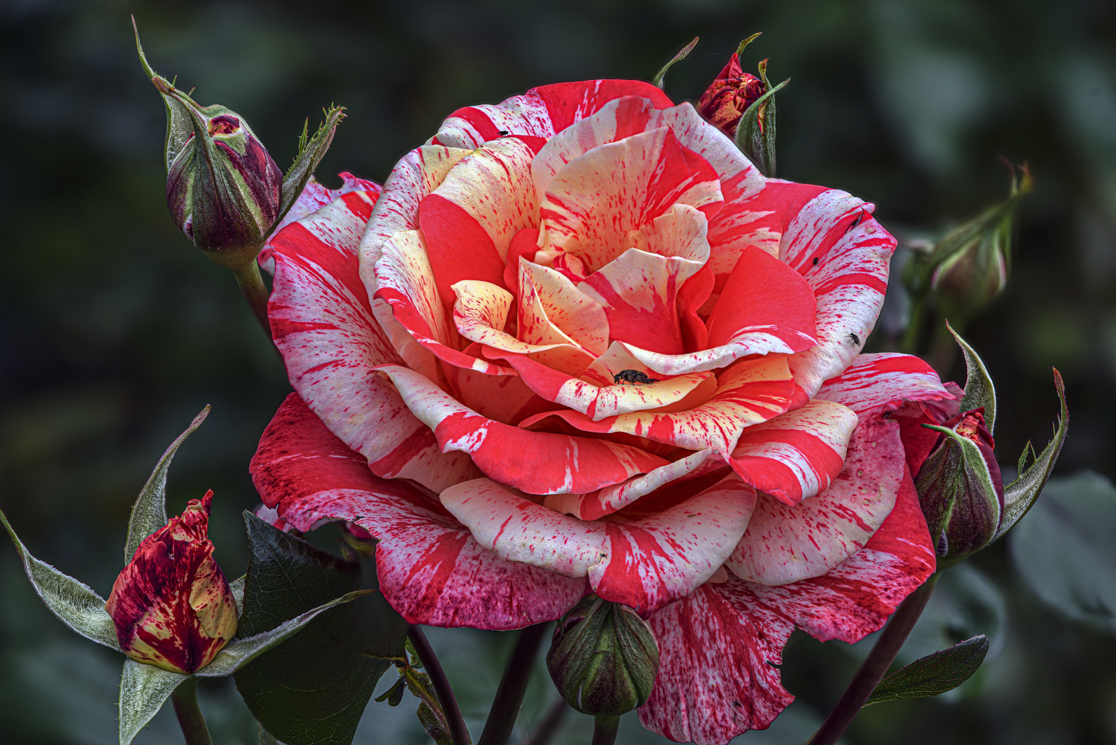 Rose - Rot und Weiß