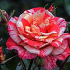 Rose - Rot und Weiß