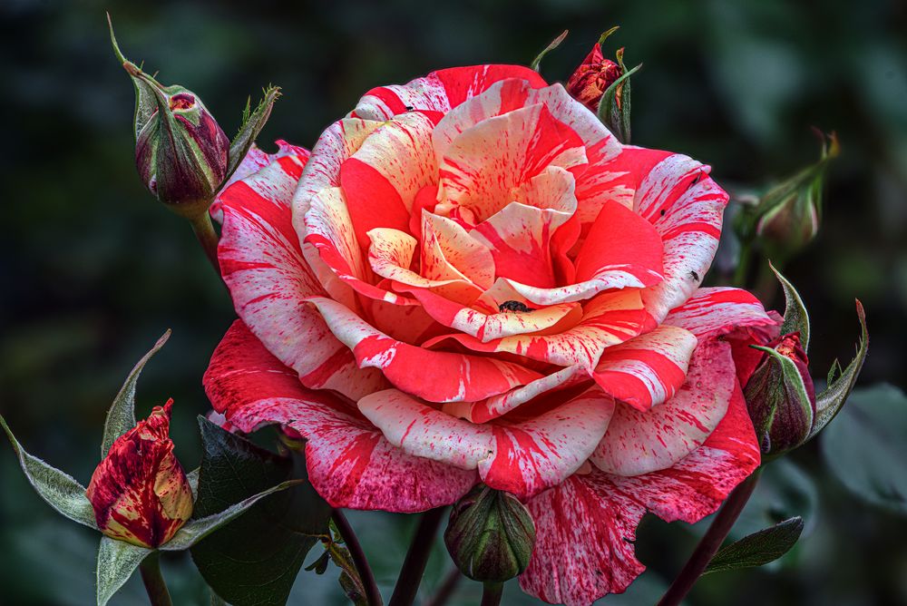 Rose - Rot und Weiß