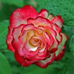 Rose - rot-weiß -