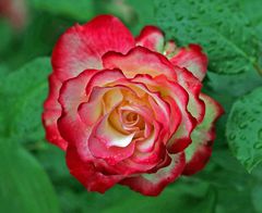 Rose - rot-weiß -