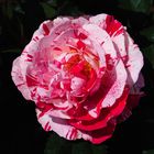 Rose rot-weiß