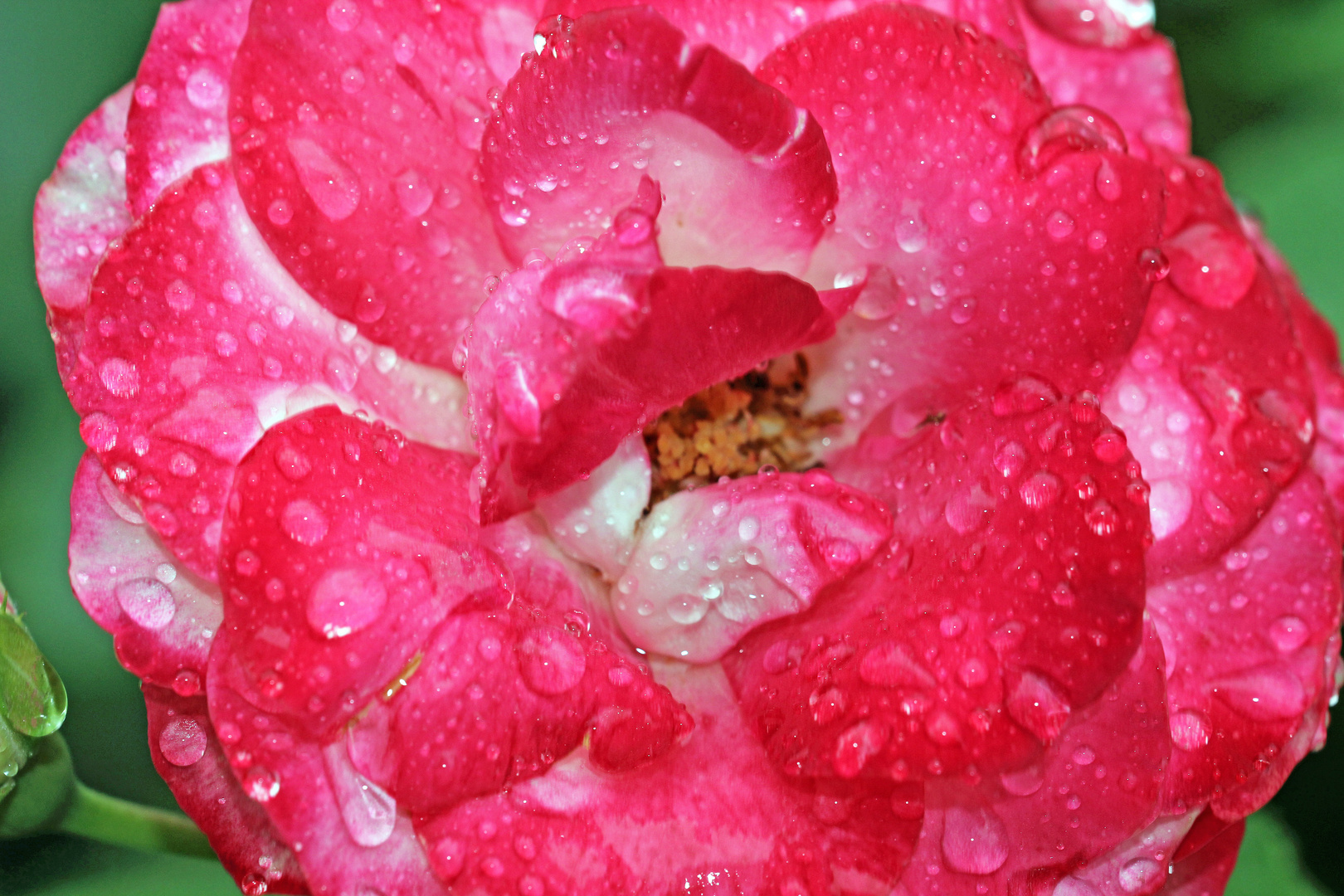 Rose rot-weiß im Regen