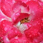 Rose rot-weiß im Regen