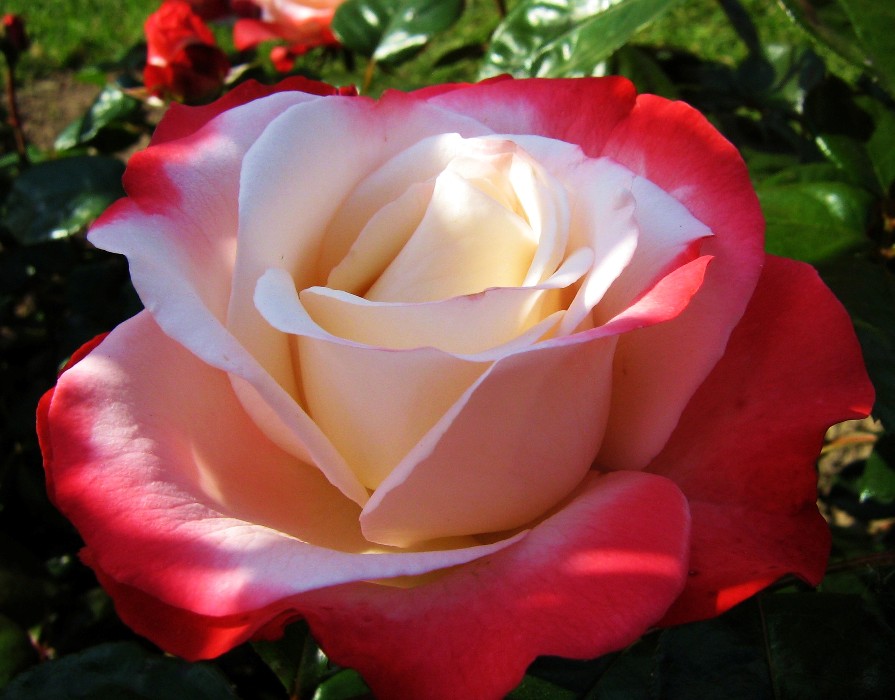 Rose rot/weiß