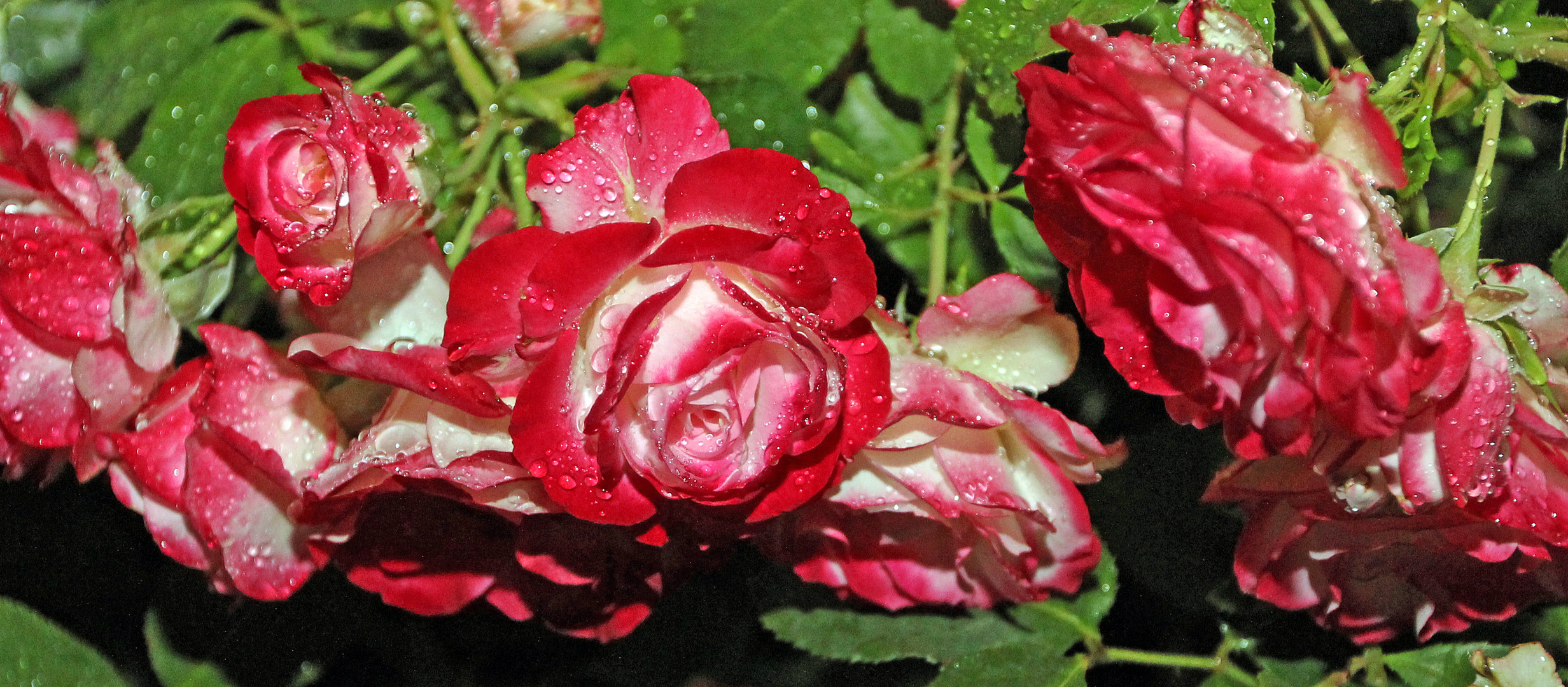 Rose -rotweiß- im Regen