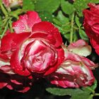 Rose -rotweiß- im Regen