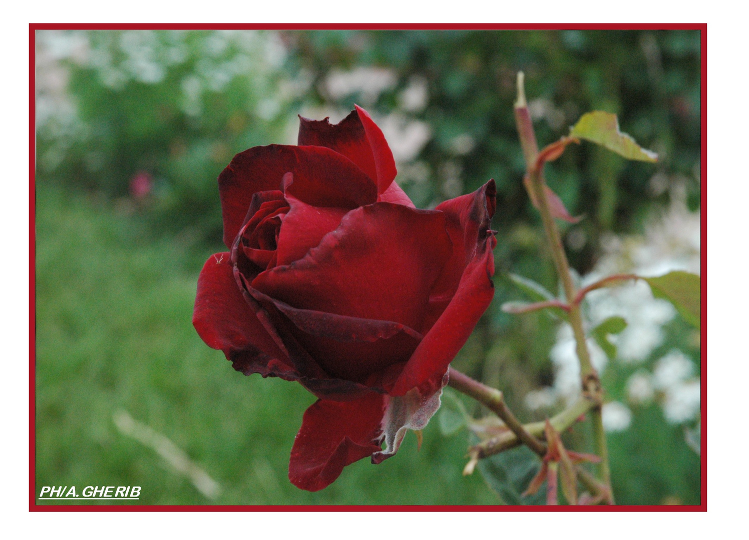 ROSE ROUGE