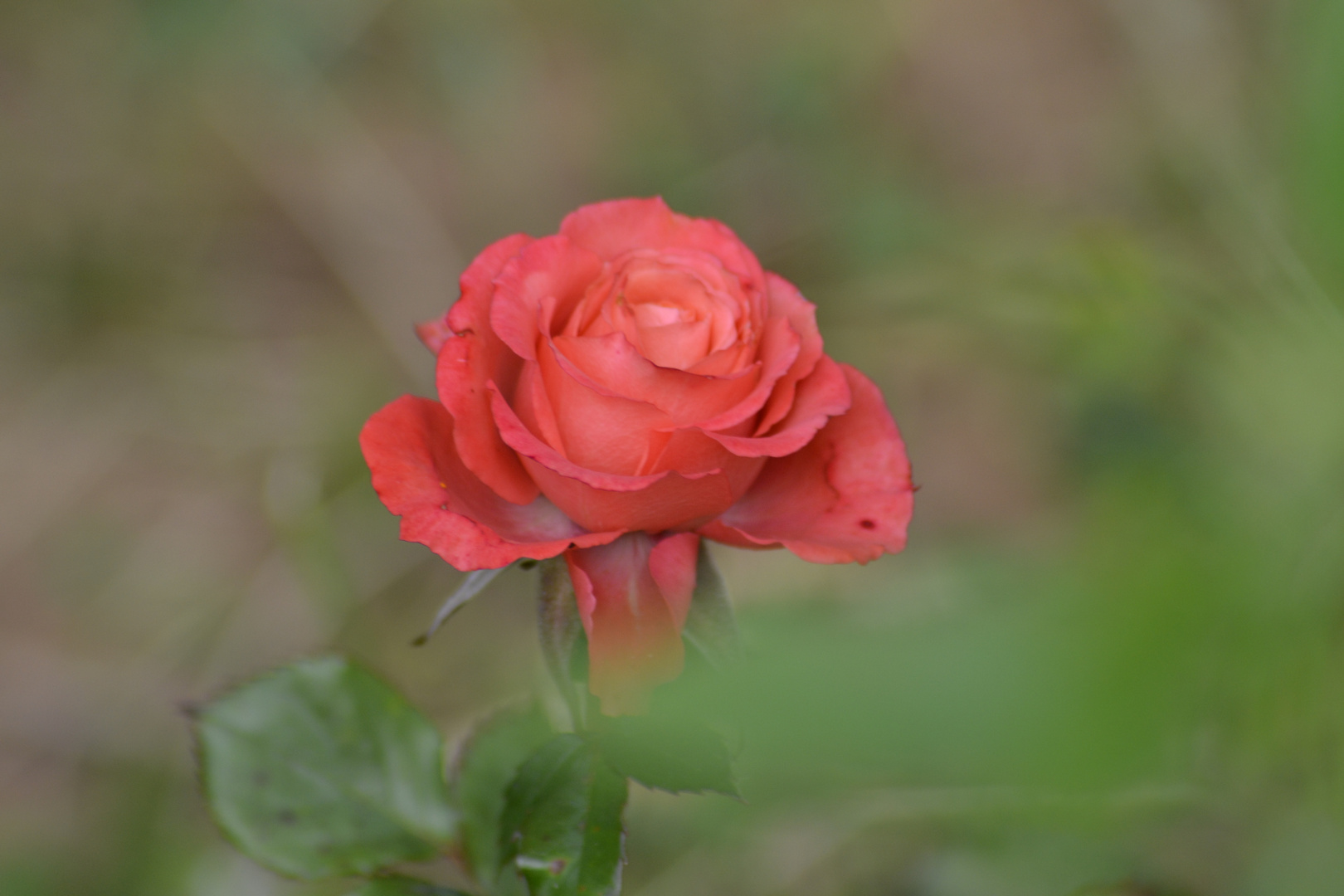 rose rouge