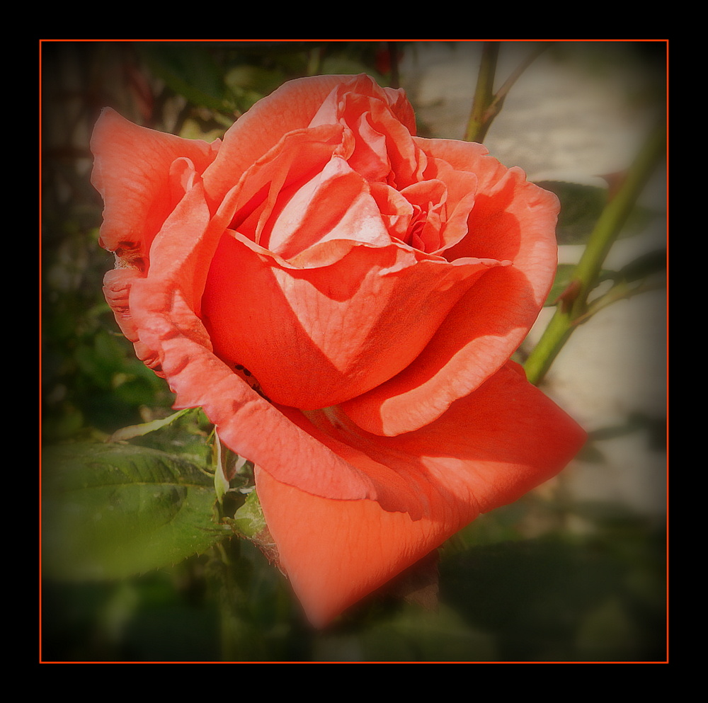 rose rouge