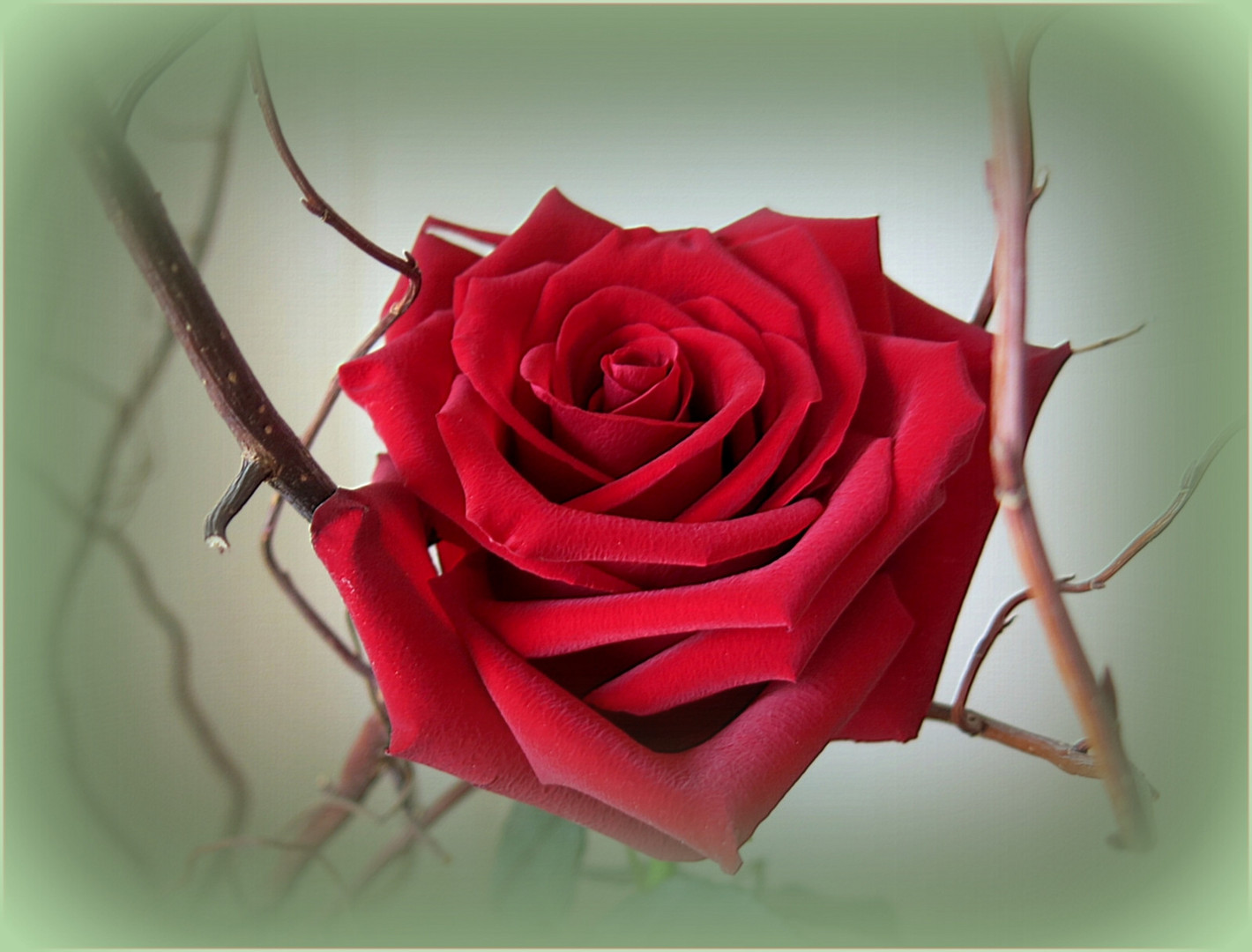 rose rouge photo et image nature 30 04 16 Images rose rouge photo et image nature 30 04 16 Images