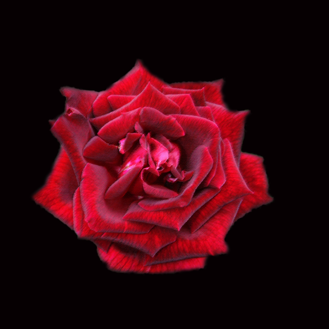 rose rouge