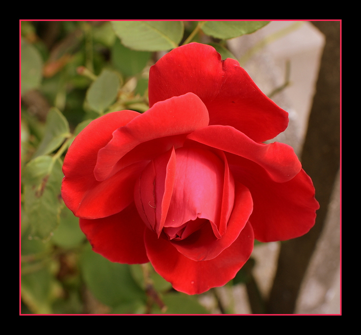 rose rouge