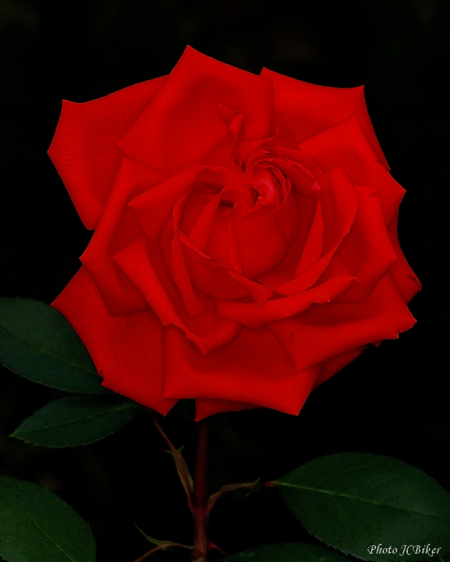 Rose rouge