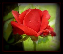 rose rouge