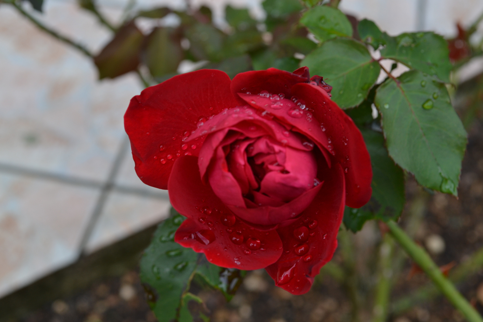 rose rouge