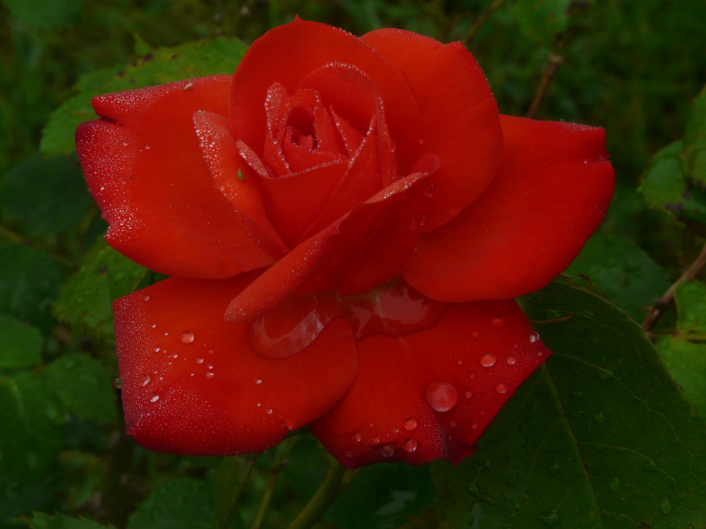 Rose Rouge après la pluie