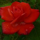 Rose Rouge après la pluie