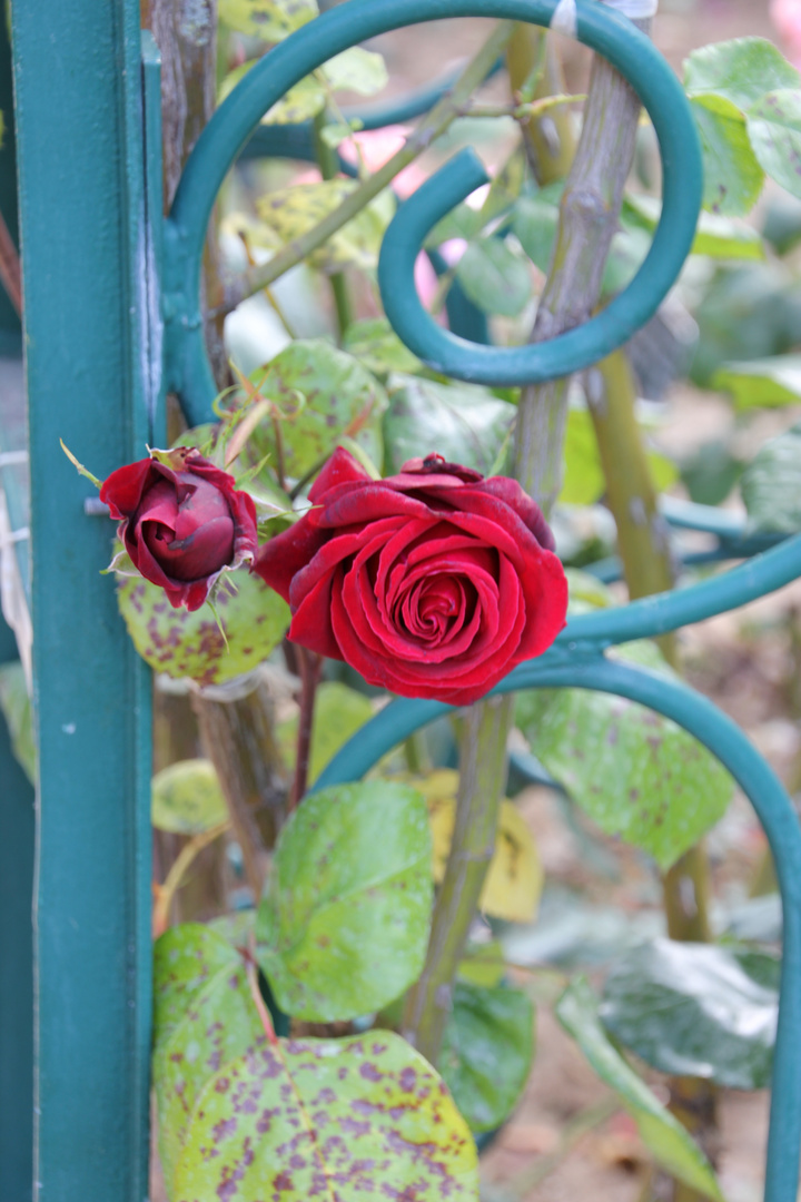 Rose rouge au Jardin des plantes 2