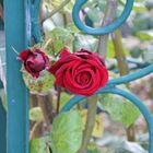 Rose rouge au Jardin des plantes 2