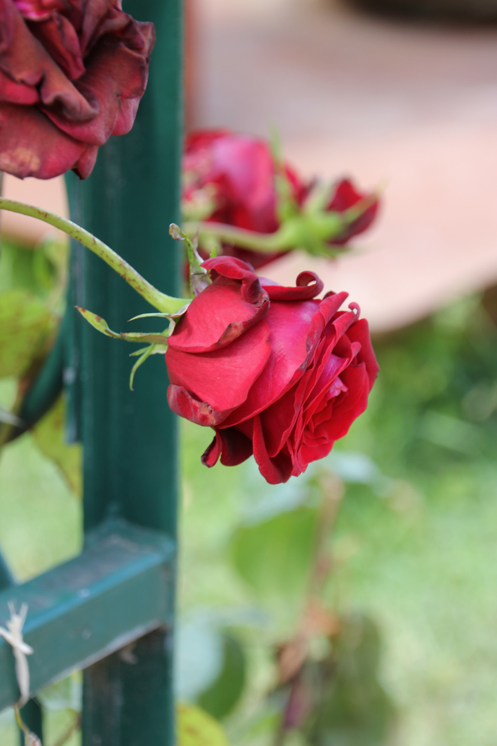 Rose rouge au Jardin des plantes
