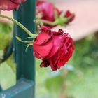 Rose rouge au Jardin des plantes