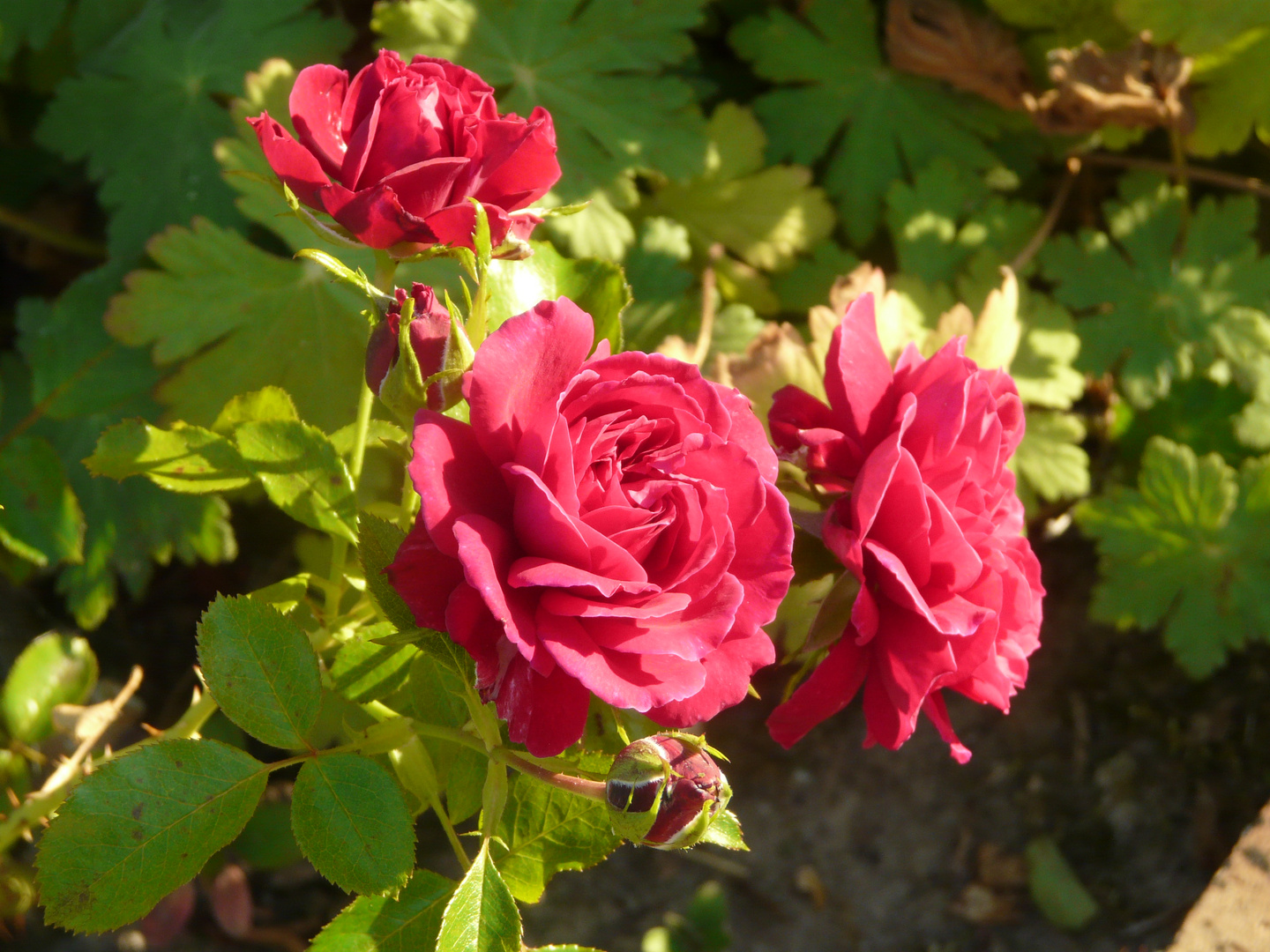 Rose Rouge au soleil du soir  