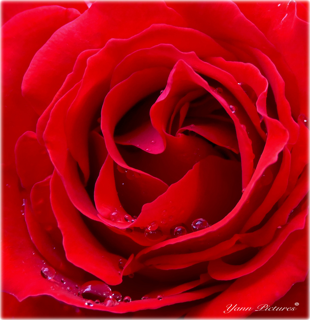 Rose rouge 