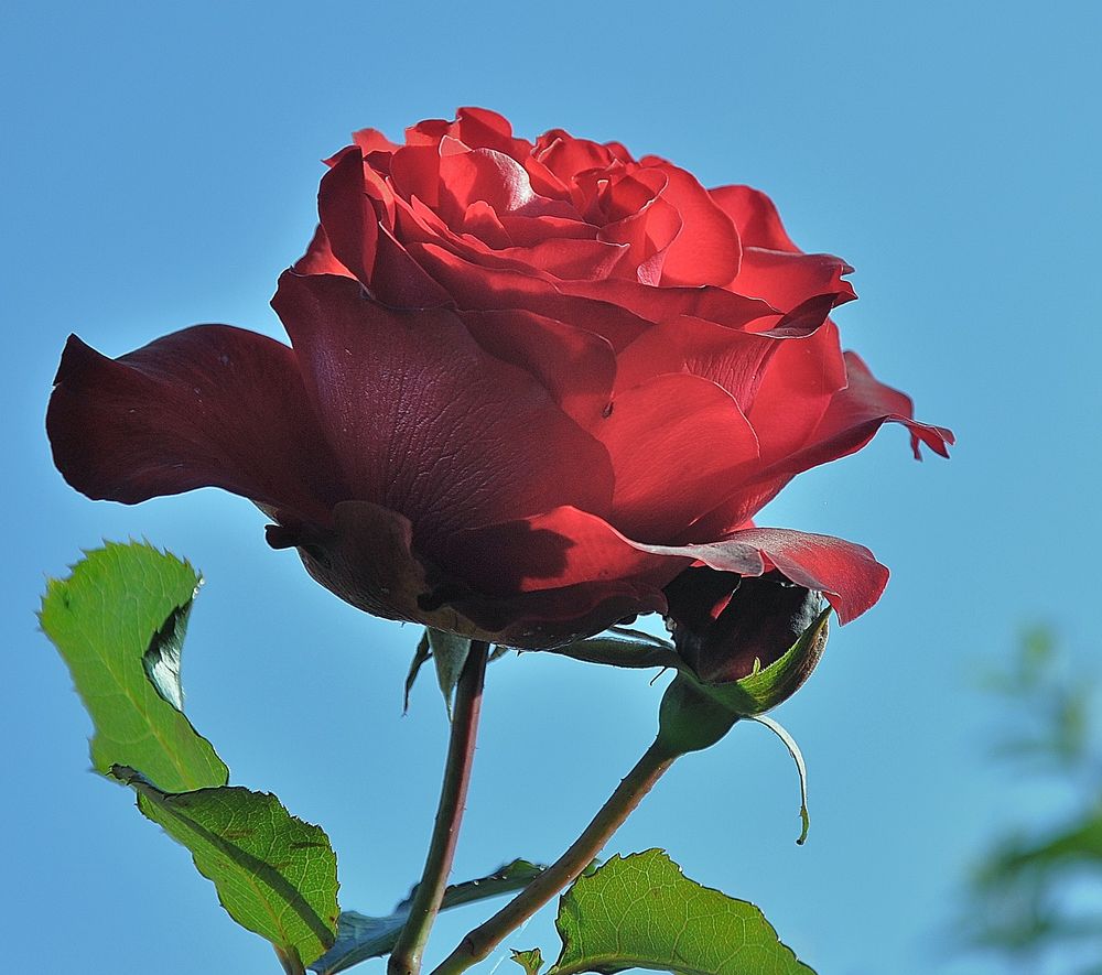 rose rouge de Marconaute 