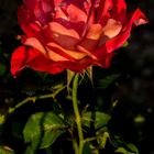 Rose rouge - 