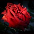 rose rouge  de nuit ....