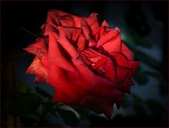 rose rouge  de nuit ....