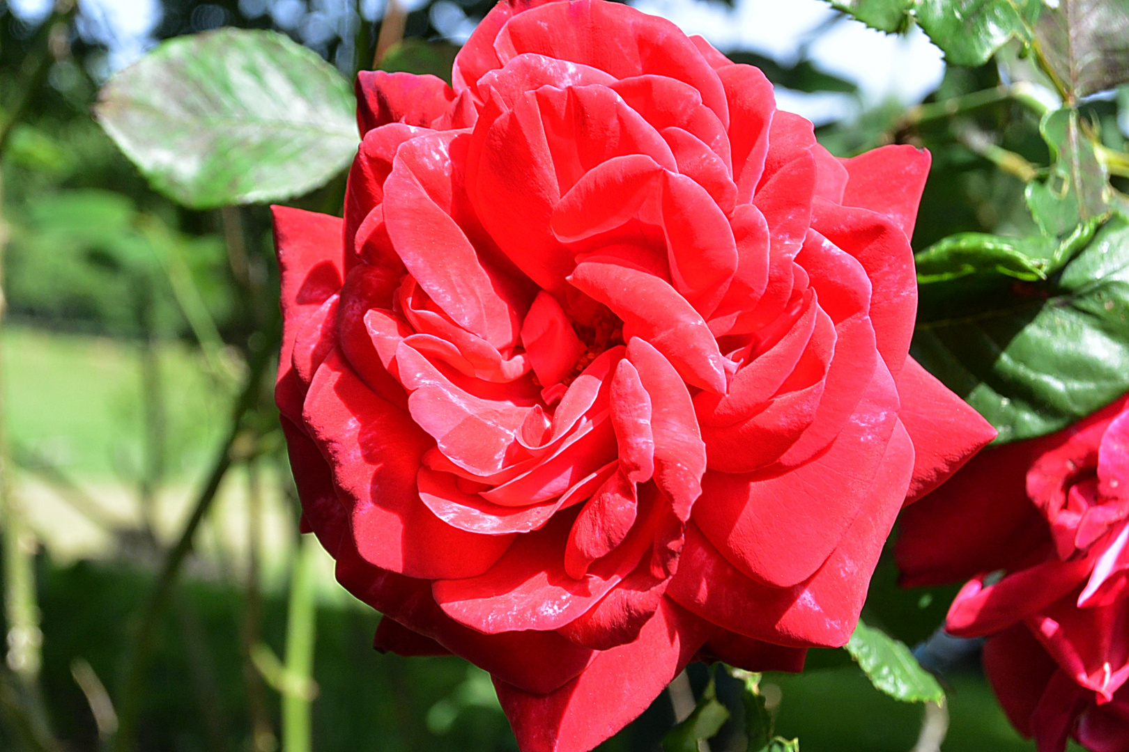 Rose rouge