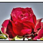 Rose Rouge en HDR.