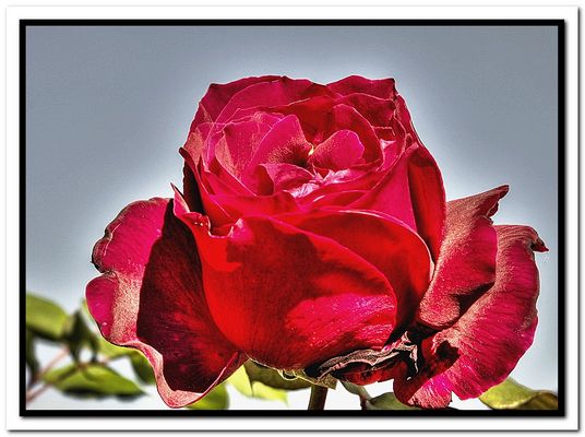 Rose Rouge en HDR.