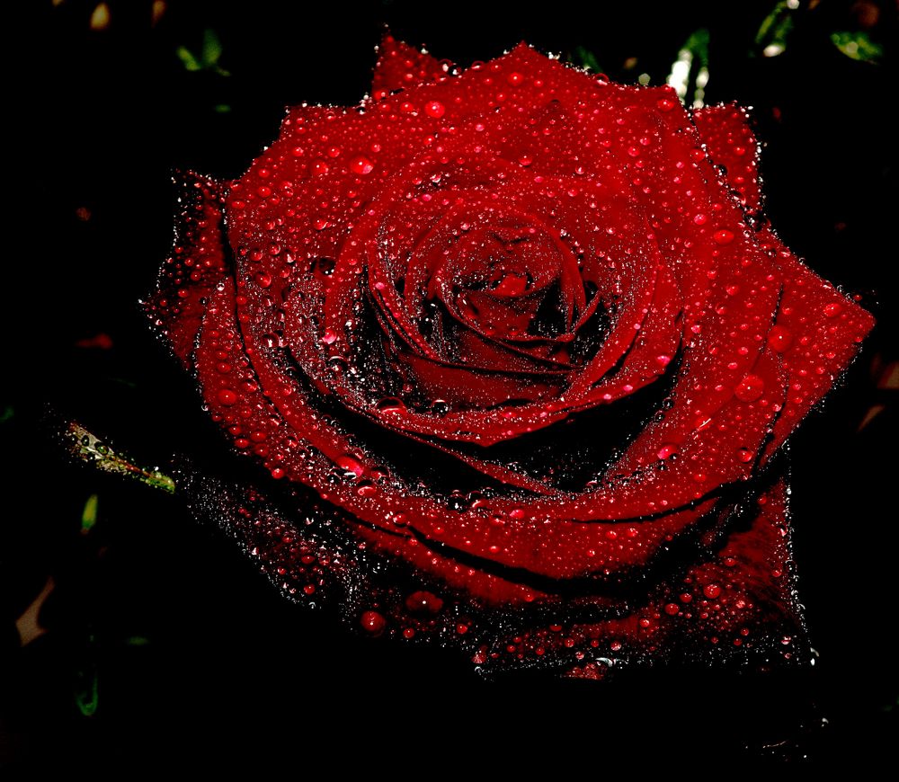 Rose Rouge Perlée
