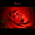 Rose Rouge (reload)