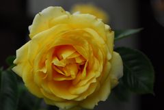 ROSE satt
