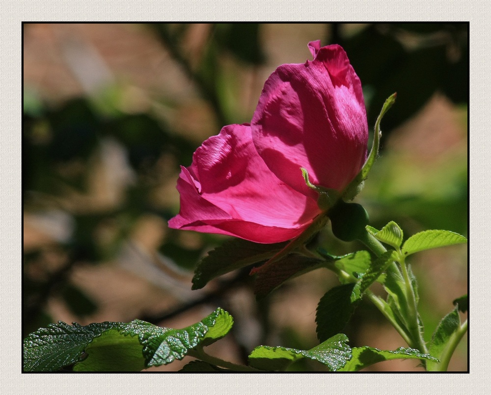 " Rose sauvage dans la pinède "