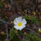 rose sauvage ou églantine 