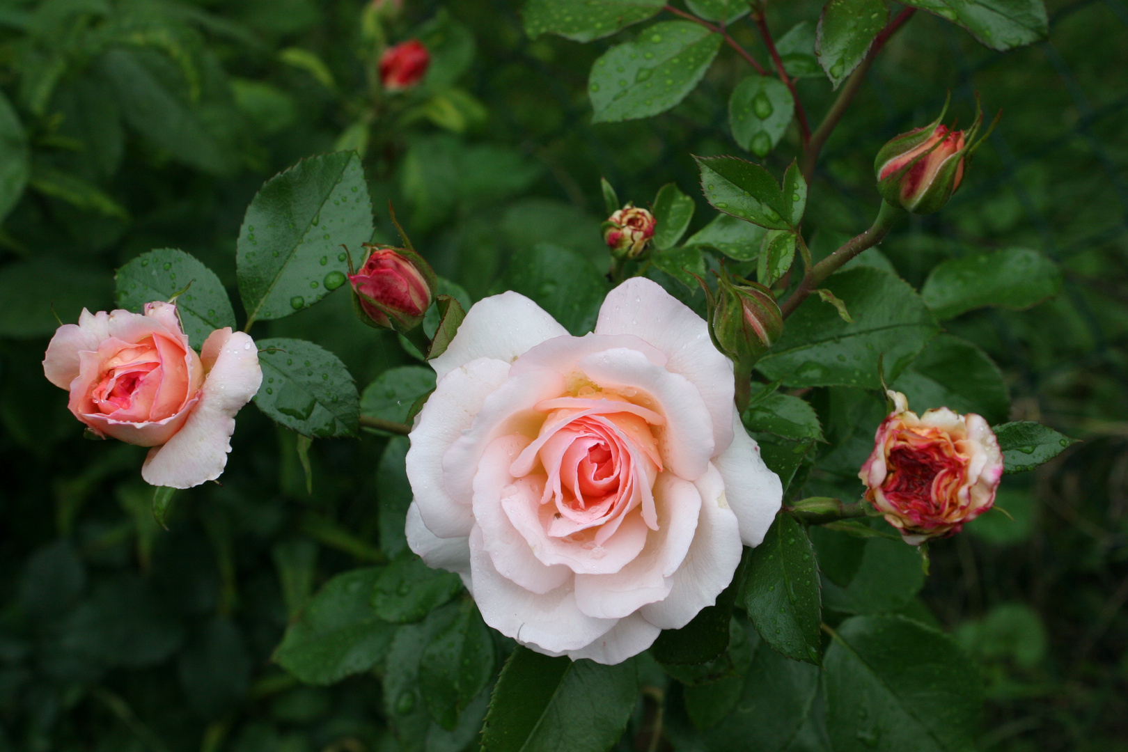 Rose Schloß Eutin