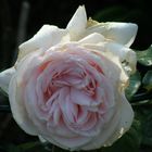 Rose "Schloß Yppenburg"