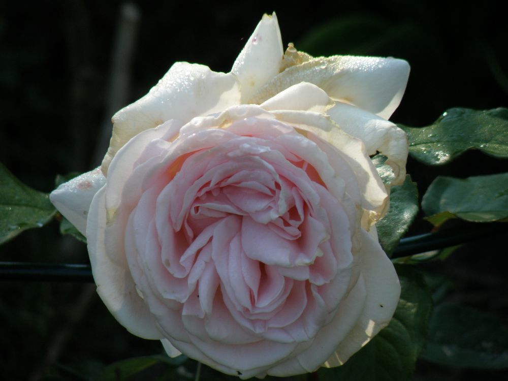 Rose "Schloß Yppenburg"