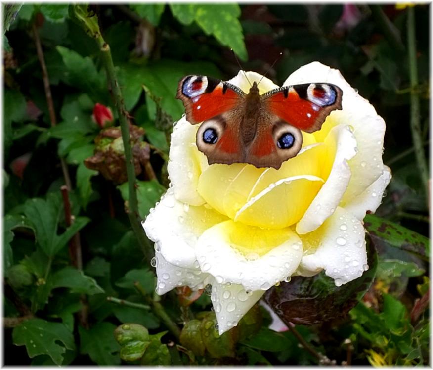 Rose & Schmetterling