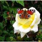 Rose & Schmetterling