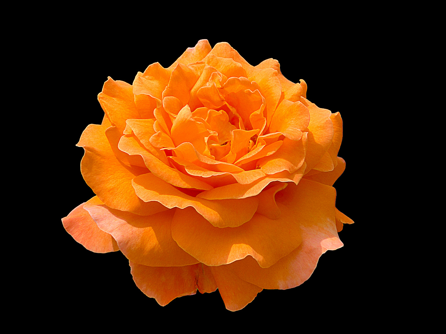 Rose - Schönheit in Orange