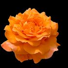 Rose - Schönheit in Orange