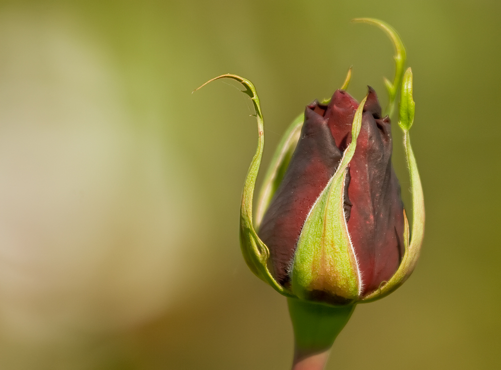 Rose Schwarz-rot