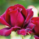 Rose schwarz-rot