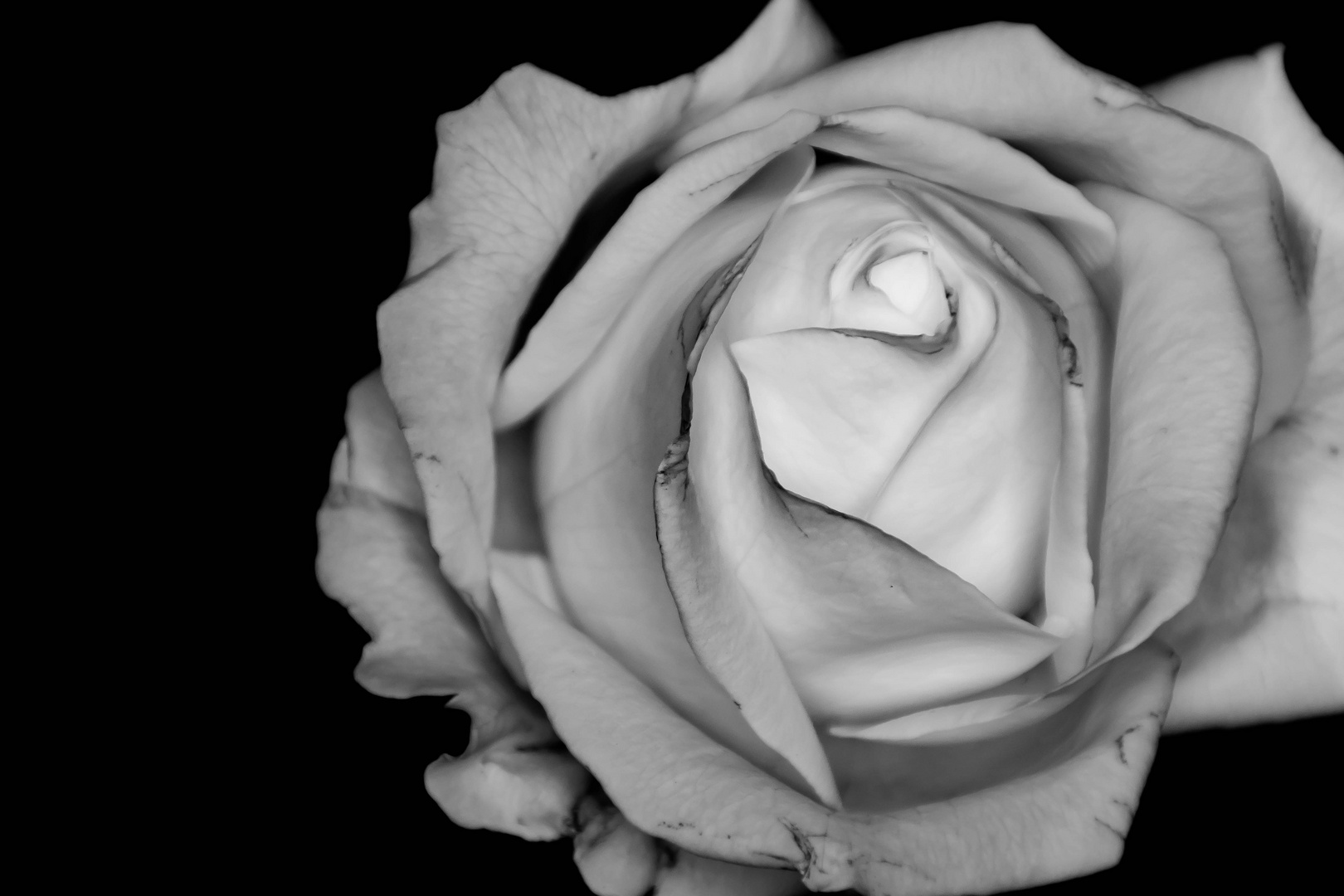 Rose Schwarz Weiss Foto Bild Makro Weiss Natur Bilder Auf Fotocommunity